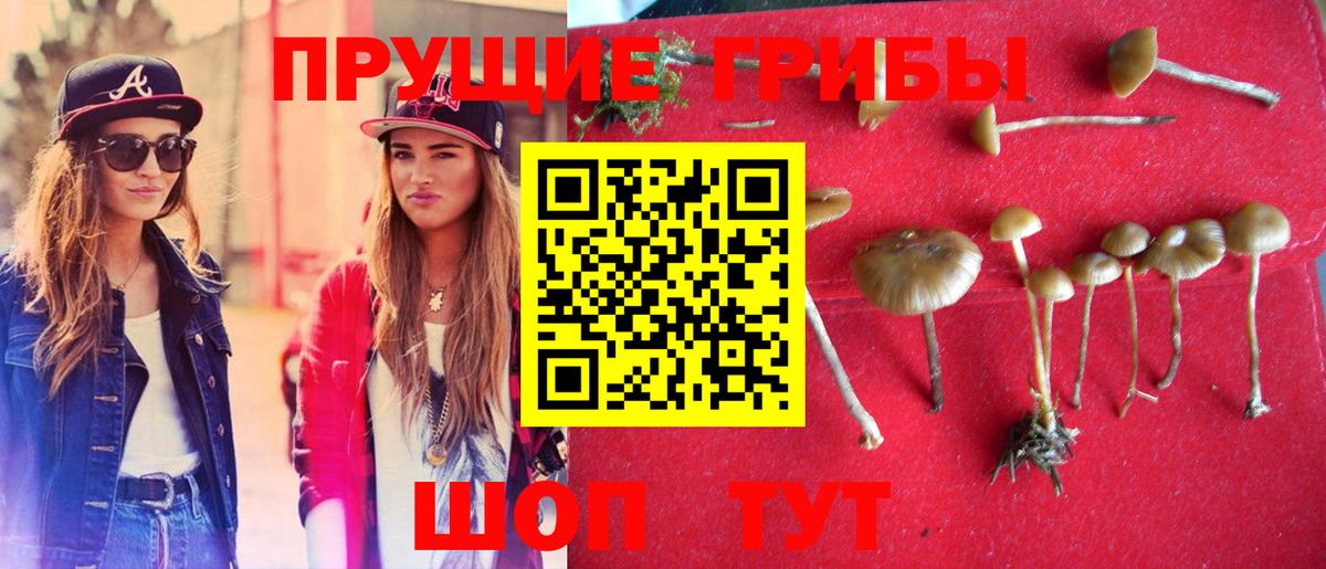 где найти   Галлюциногенные грибы MAGIC MUSHROOMS  Вход с VPN  Сегежа 